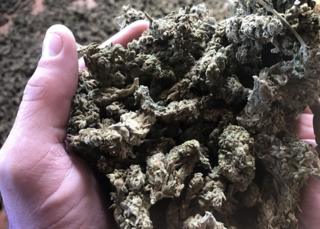 Brotos de cannabis
