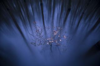 The branch of a beech tree against a watery backdrop