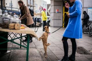 A dog looks at cookies
