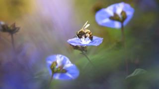 Morning visitor - Pei Ling Lee / www.igpoty.com (category: New Shoots)