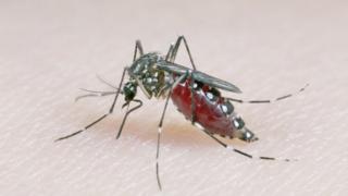 Aedes aegypti mosquitoes can spread Zika and dengue