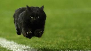 Черный котик