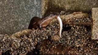 Otter and fish