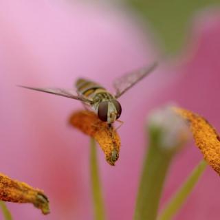 Mosca pousa sobre lírio