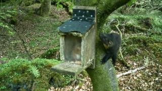 Red squirrel in feeder and pine marten