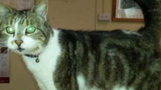 Missy the cat