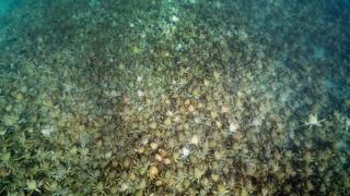 Spider crab horde off Melbourne in Australia