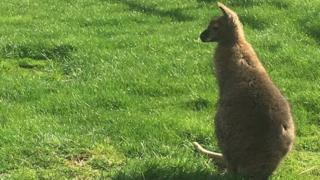 Wallaby
