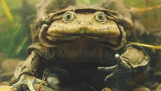 Ranas gigantes