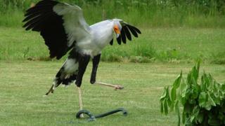 secretary bird kicking rubber snake