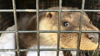 Otter