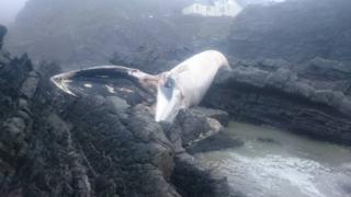 Fin whale