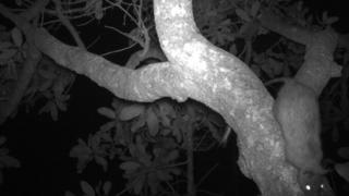 Black-footed tree rat