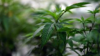 Cannabis plant