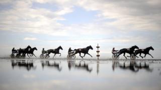Horses on a beach