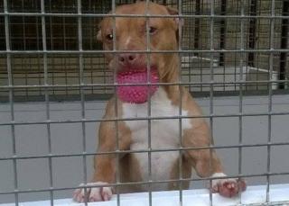 Stella the dog