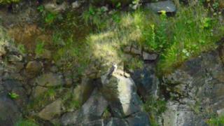 bird