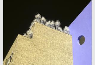 Roof Garden by Dina Vieira
