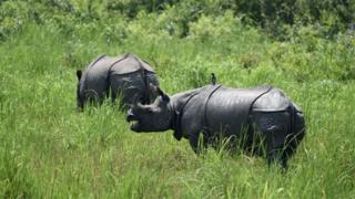 काज़ीरंगा