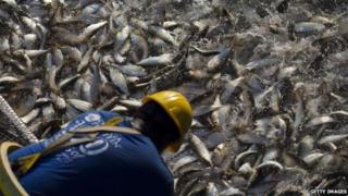 Fisherman inspecting catch (Getty Images)