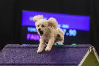 A dog jumps over a ramp.