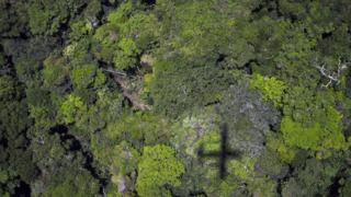Illegal timber operations have