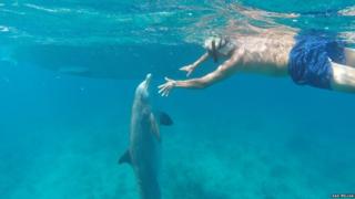 Tim Ainley swims with the dolphin Jojo