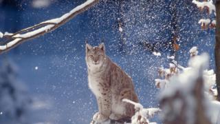 報告書は野生動物の数が1970年以降、6割近く減少したと推計している