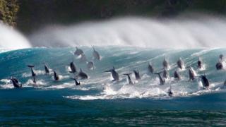 Delfines nariz de botella
