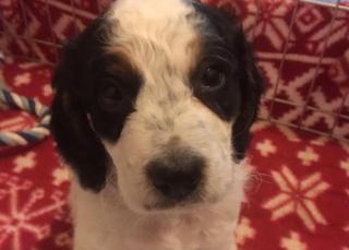 Benji