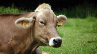 Cow