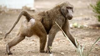 Un babouin adulte se baladant dans une réserve de Khartoum au Soudan