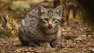 Cat fiadhaich