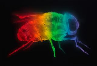 Spray paint X-ray art by Shok-1