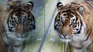 Sumatran tiger in London zoo