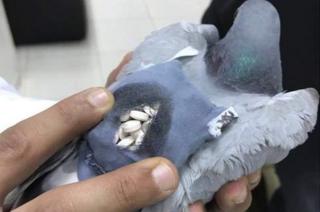 Göyərçin