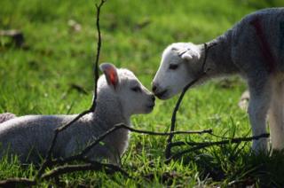 Lambs touching noses
