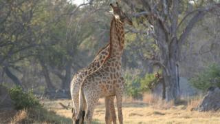 giraffes