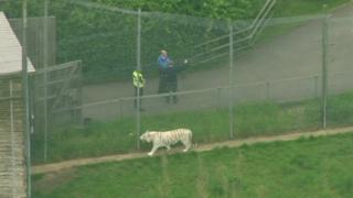 One of the pictures of a tiger in its enclosure at Hamerton Park Zoo