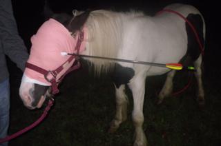 Injured horse