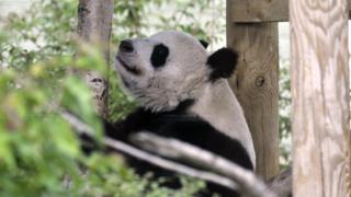 Tian Tian