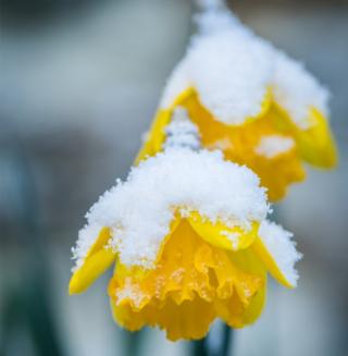 A Daffodil covered in snow