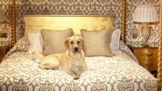 A dog enjoying its stay at the Milestone Hotel in London