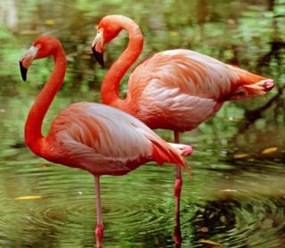 flamingolar