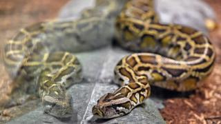 A reticulated python is seen in its enclosure at the Singapore Zoo's new Reptopia exhibit during a media preview on May 24, 2017.