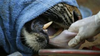 A Thai vet checks a tiger after it was tranquilised to be moved from the Tiger Temple in Kanchanaburi province (03 June 2016)