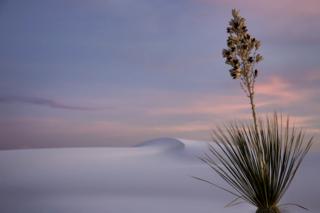 Yucca at Dusk - Lesley Chalmers / www.igpoty.com