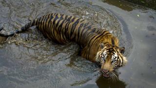 Harimau di Kebun Binatang Ragunan, Jakarta.