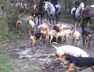 Hunt at Herts Alpacas
