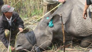 गैंडा सार्ने तयारी